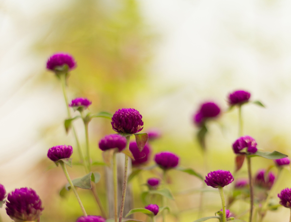 位圖植物花朵寫實(shí)花卉野花免費(fèi)素材