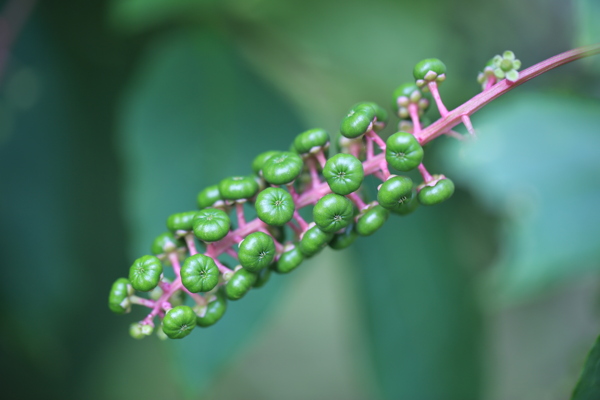 草本植物商路