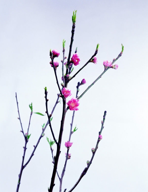 花骨朵圖片