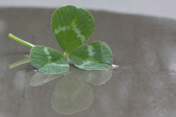 綠色四葉草圖片