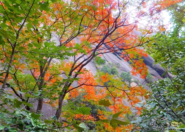 黃山游記圖片