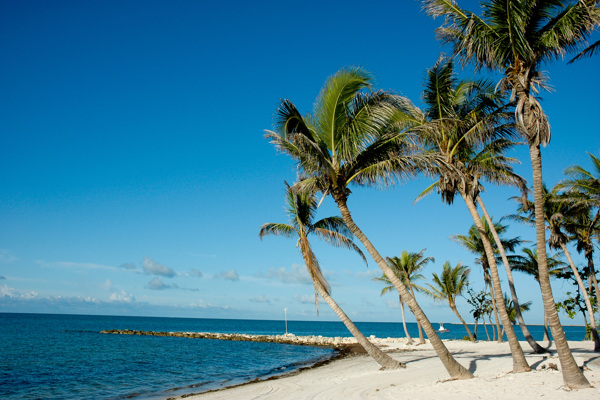 美丽的海滩椰子树图片