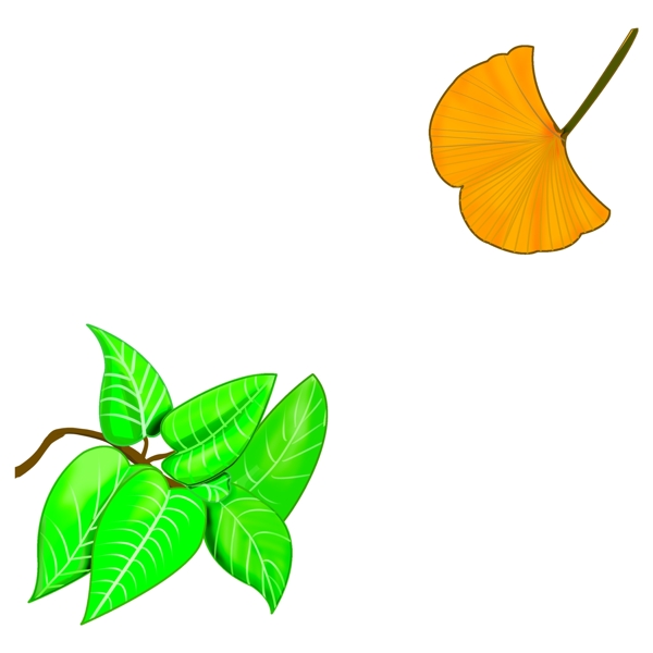 绿叶银杏叶子插图