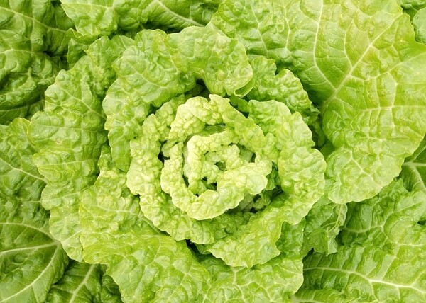 白菜菜心