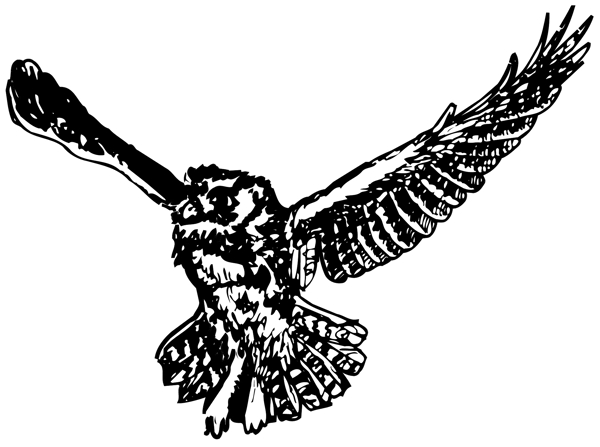 各種鳥(niǎo)類(lèi)鳥(niǎo)動(dòng)物矢量素材EPS格式1150