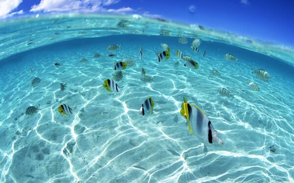海洋小魚