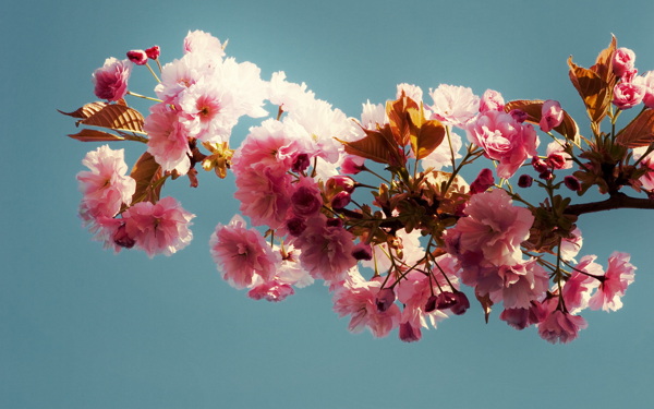 文藝花枝