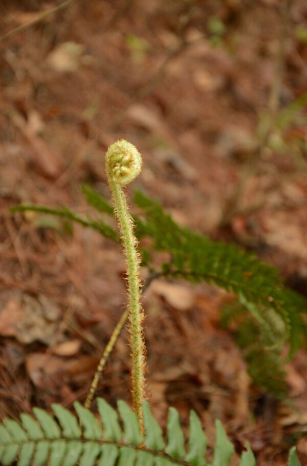 蕨菜圖片