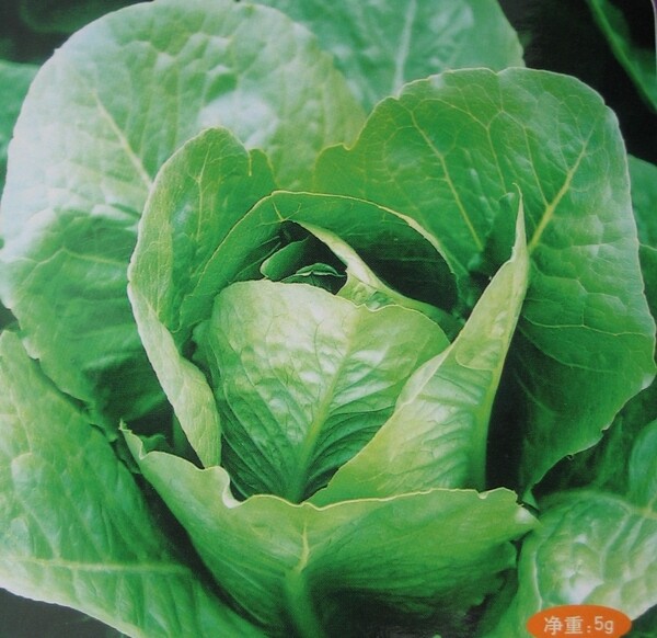 包菜圖片