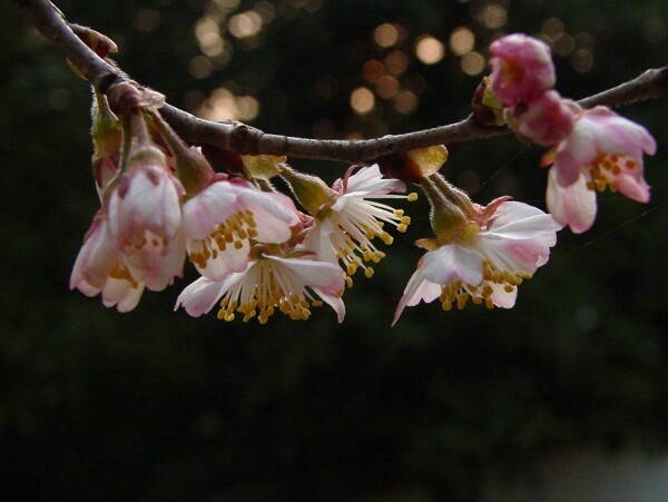 櫻桃花圖片