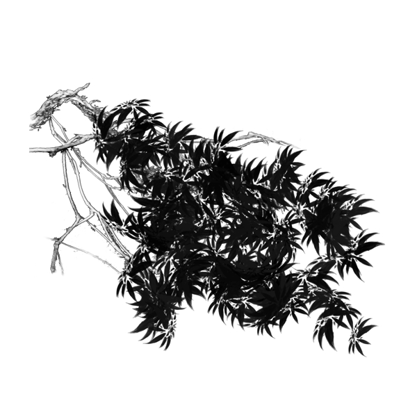手绘中国风植物树枝水墨画PNG素材