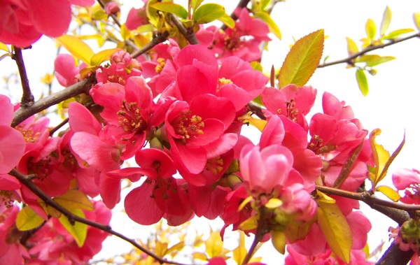 木瓜花