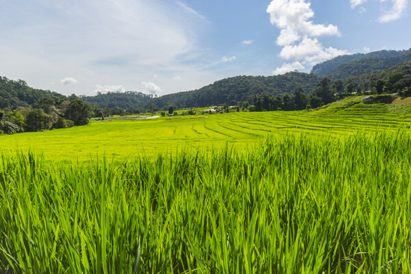 美丽稻田风景图片