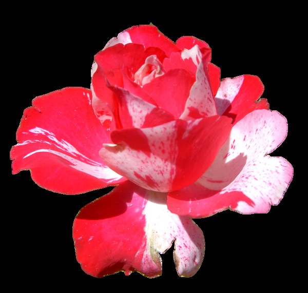 6种玫瑰花朵鲜花图形Photoshop笔刷图片格式