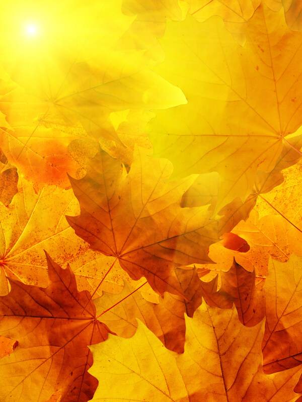 秋天高清树叶图片
