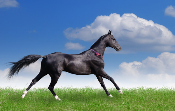 草原上奔跑的黑色骏马图片