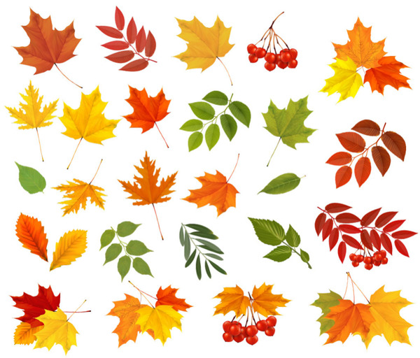 各种秋天的树叶矢量素材
