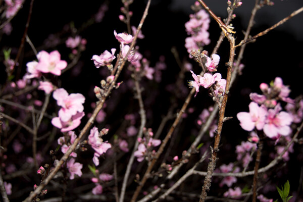 桃花