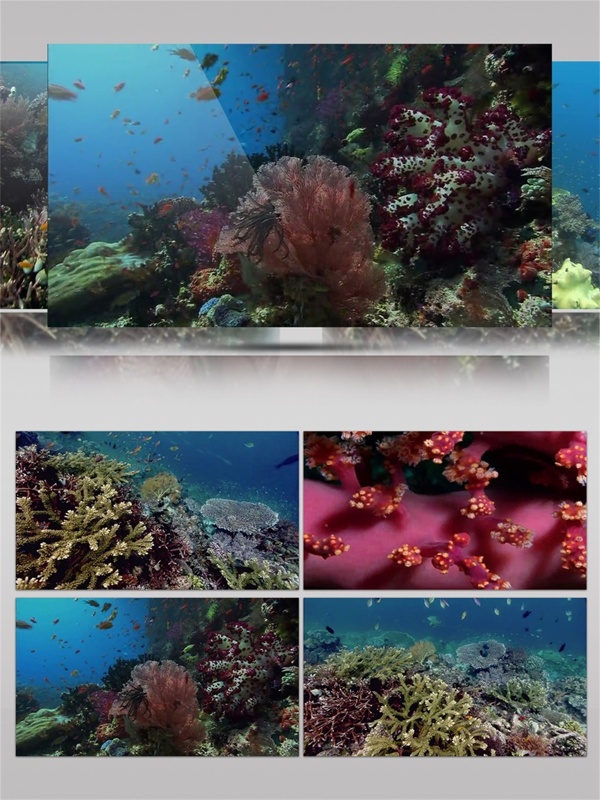 美丽的海底世界生物视频音效