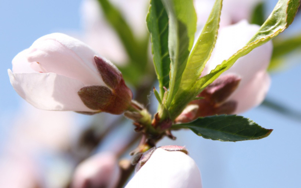 位圖植物花朵寫實(shí)花卉野花免費(fèi)素材