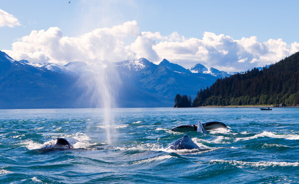 海面上喷水的鲸鱼