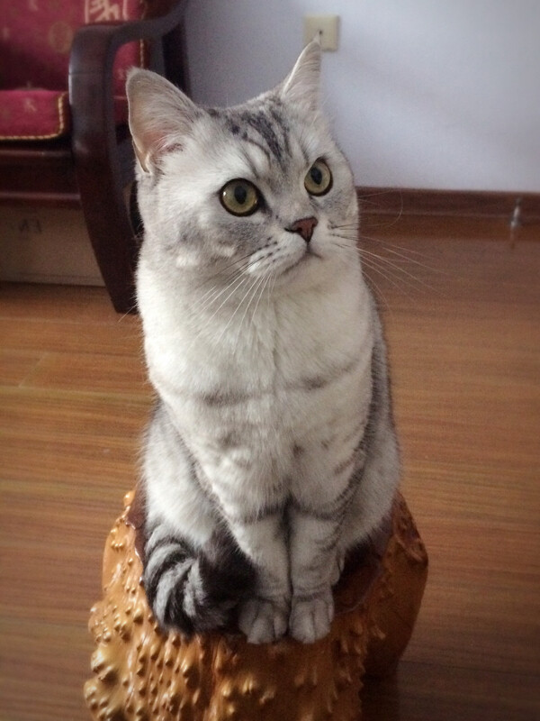 貓