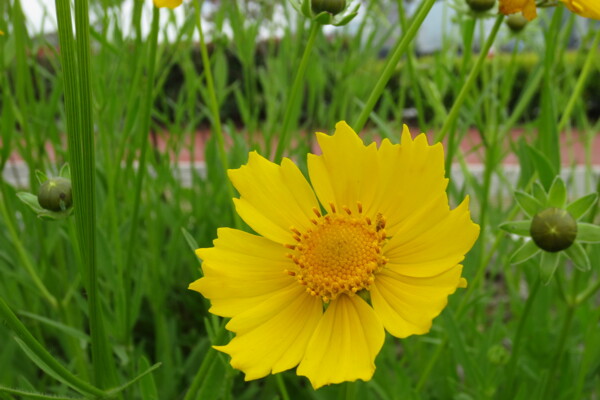 金雞菊?qǐng)D片