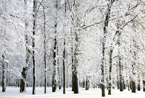 雪景森圖片