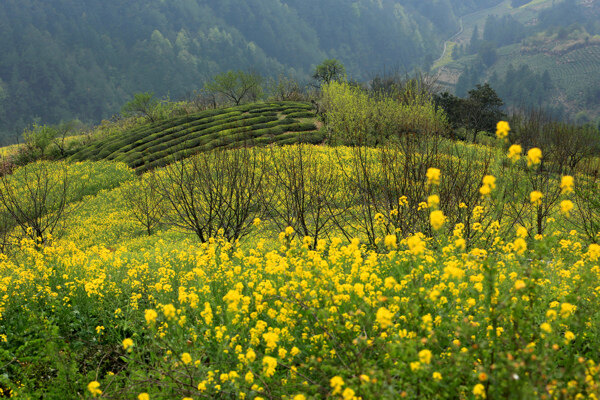 石潭村圖片