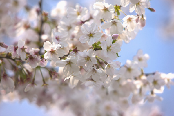 树枝上开放的白樱花图片