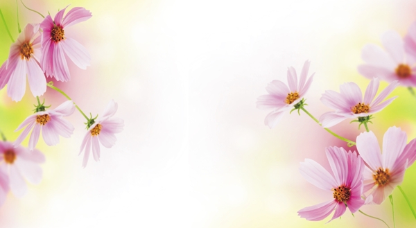 雛菊?qǐng)D片
