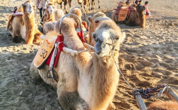 景区里的骆驼拍片
