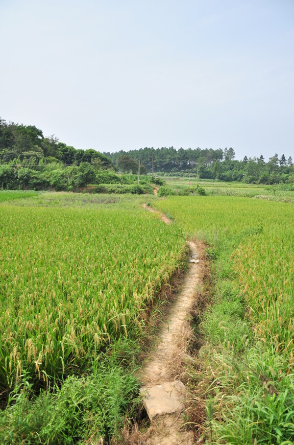田園小路圖片