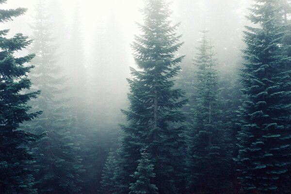 森林树木薄雾林间