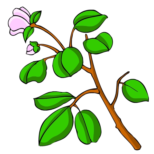 花卉古典插畫