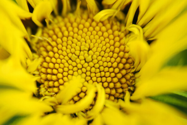花卉無語百花世界花朵花草花蕊花瓣百花世界全球首席設計大百科