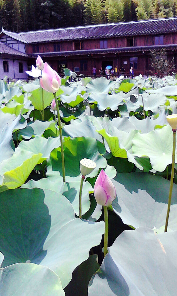 荷花圖片