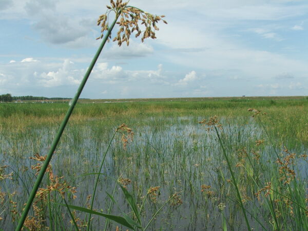湿地保护区