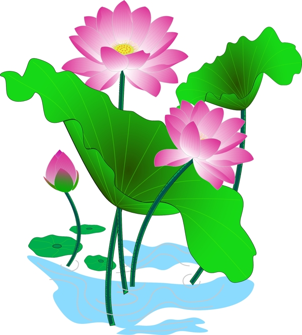 荷花圖片