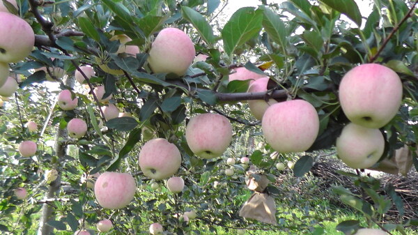 蘋(píng)果圖片