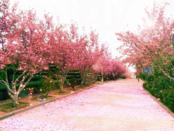 樱花盛开的季节