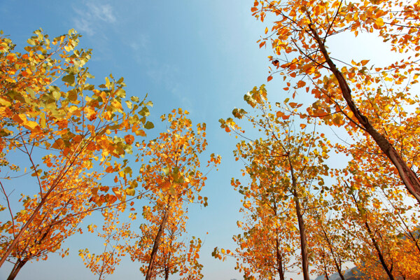 秋天的黄树叶图片