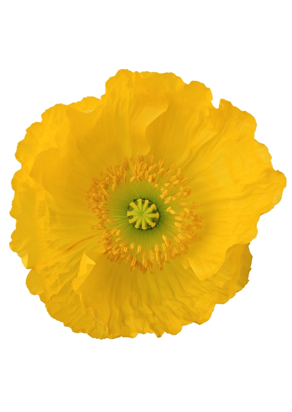 黃花