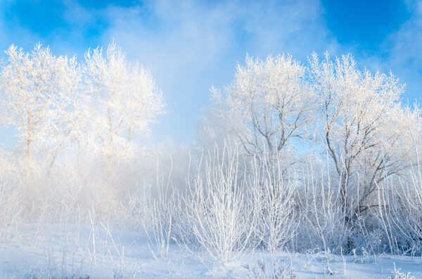 美丽冬天树木雪地风景