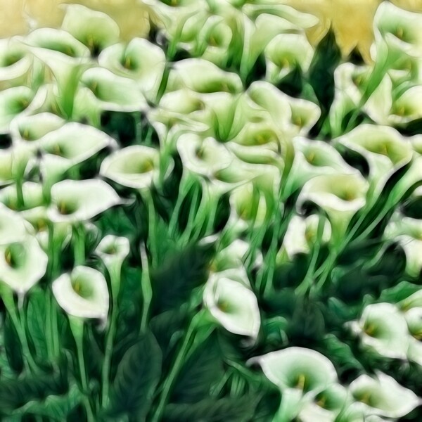 百合花