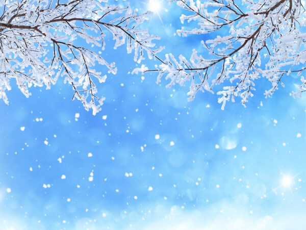 冬天雪树枝雪花天空背景