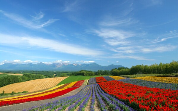 富良野的彩色田园图片
