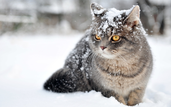 雪地里的貓咪