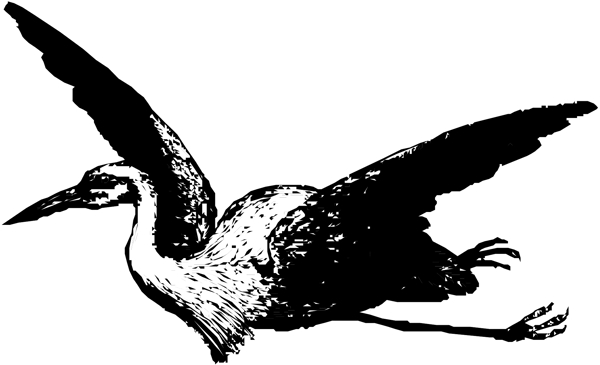 矢量逼真鳥類動物36