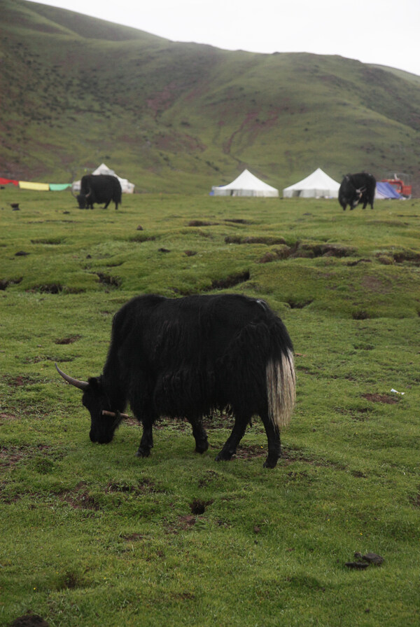 藏牦牛图片